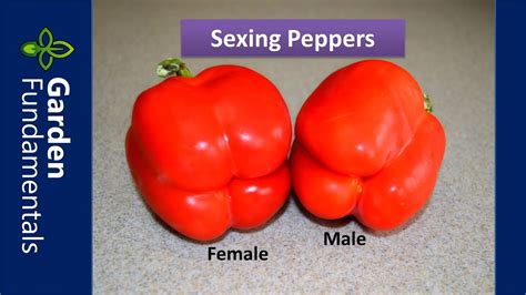 green pepper sexes